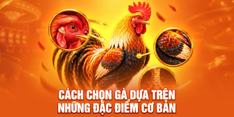 Cách chọn gà dựa trên những đặc điểm cơ bản