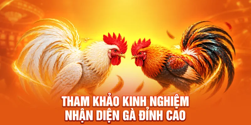Tham khảo kinh nghiệm nhận diện gà đỉnh cao 
